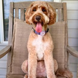 Abby - Goldendoodle