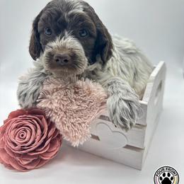 Bernedoodle and Sheepadoodle Puppies from Four Front Doodles LLC.