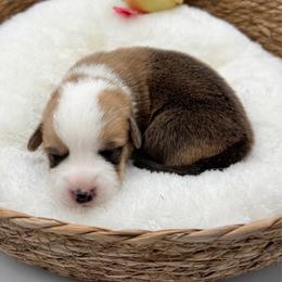 Eleanor - Sable and white female American Corgi puppy in Casper, Wyoming from Flying Note Shorties