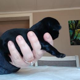Littia - Black female Shih Tzu puppy in Brodnax, Virginia from Kbsshihtzus