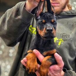 Lida - Black and rust female Doberman Pinscher puppy in China Township, Michigan from Snell's Superior Kennel Dobermann & GSP