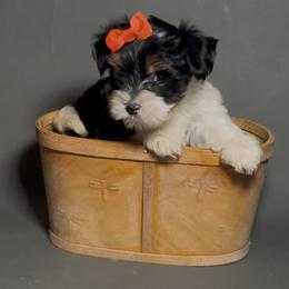 Cuki - Parti female Yorkshire Terrier puppy in San Diego, California from BC Breeders Association