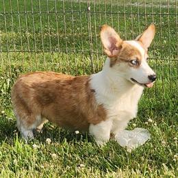 John - Red merle and white male American Corgi puppy in Dunbar, Nebraska from Vintage Corgis