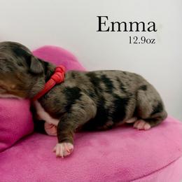 Emma - Merle female Bernedoodle puppy in Comanche, Texas from Central Texas Doodles, LLC.