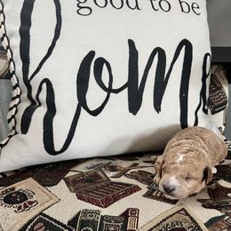 Aussiedoodle Puppies from Our Puppy World - the 3Js