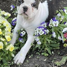 Boston Terriers from Jamie's Boston Terriers
