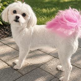 Skai - Maltese