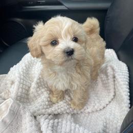 Lemon - Cream female Maltipoo puppy in Bellingham, Washington from My Sweet Poodles and Doodles