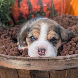 Dahlia - Black tan and white female Beagle puppy in Baltimore, Maryland from Country Acres Farm