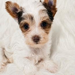Jesse - Parti female Yorkshire Terrier puppy in Hamilton, Ohio from Purebred Yorkies of Ohio