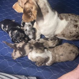 Luna - Dachshund