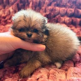 Toby - Orange sable male Pomeranian puppy in Waterloo, Indiana from Garcias Pomeranian