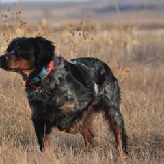 French Brittanys from L'Etoile du Nord Kennels