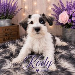 Kody - Parti male Miniature Schnauzer puppy in Sylvania, Georgia from Southern Sky Miniature Schnauzers