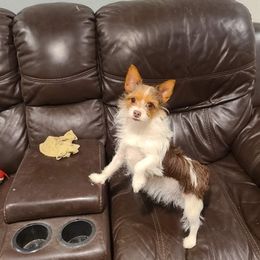 Yorkshire Terriers from Hathcock's Yorkies