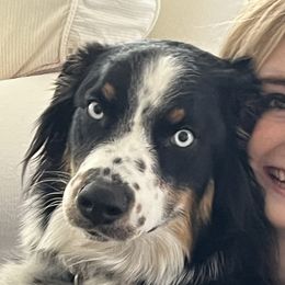 Riley - Australian Shepherd