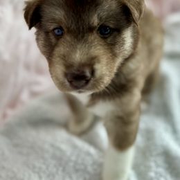 Siberian Husky Puppies from Southern Siberian Huskies of SW Florida