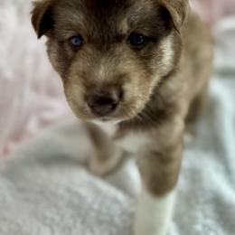 Siberian Husky Puppies from Southern Siberian Huskies of SW Florida