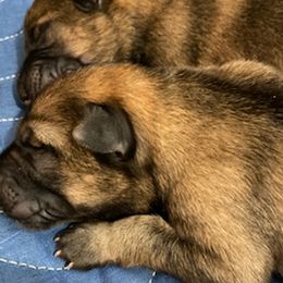 German Shepherds from Ditchwater Studio