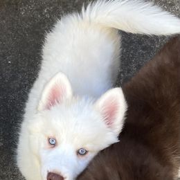 Bella Rose - White female Pomsky puppy in Sacramento, California from 916 Pomskies