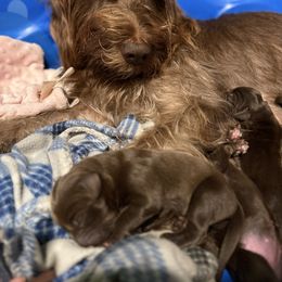 Boy 4 - Liver male Pudelpointer puppy in Sioux Falls, South Dakota from Saddle Creek Kennels