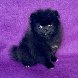 Girl 2 - female Pomeranian puppy in Saint Louis, Missouri from Beau Joli Pomeranians