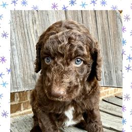 Linden - Chocolate male Goldendoodle puppy in Caddo Mills, Texas from Fire Wife Doodles