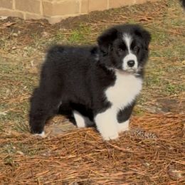 Punchy - Black & white female Australian Shepherd puppy in Coldwater, Mississippi from Pure Grit Aussies
