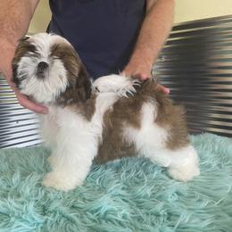 Shih Tzu Puppies from Falling Star