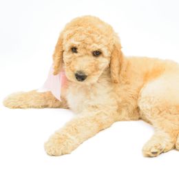 Poodle Puppies from DoodleHaven