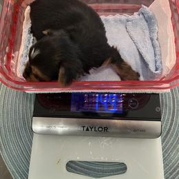Pup - Black and gold male Yorkshire Terrier puppy in Laughlin, Nevada from Dani’s Yorkie’s