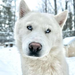 Ghost - White male Siberian Husky puppy in Solon Springs, Wisconsin from Snowfall Siberians