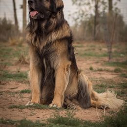 Dachshund and Leonberger All Grown Up from Enchanted Desert