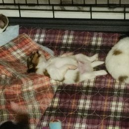 Papillon Puppies from Longwing Kennel