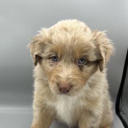 Australian Shepherd Puppies from Cedar Creek Aussies