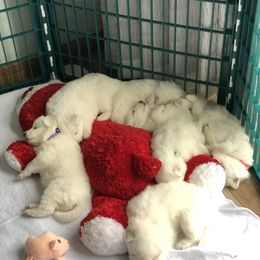 Samoyed Puppies from Calista Samoyeds