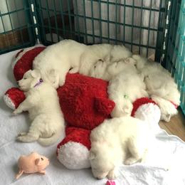 Samoyed Puppies from Calista Samoyeds