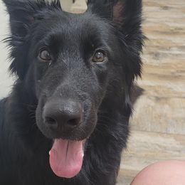 Ezra - German Shepherd