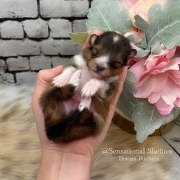 Peanut- Extra toy size male - Sable and white male Shetland Sheepdog puppy in Lindon, Utah from Sensational Shelties