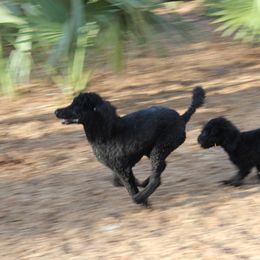 Poodle Puppies from Simply Standard Poodles