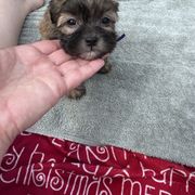 Purple - Brindle Shorkie puppy in Toccoa, Georgia from Shorkie & Shih Tzu Haven