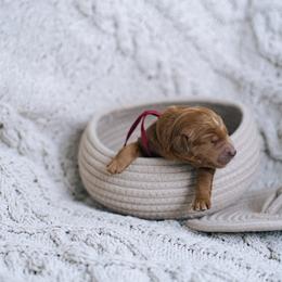 Burgundy girl - Pocahontas - Red  female Goldendoodle puppy in Duncan, South Carolina from Abner Creek Poodles & Doodles