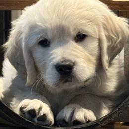 Blue - Light golden male Golden Retriever puppy in Ephrata, Pennsylvania from Goldens Retreat