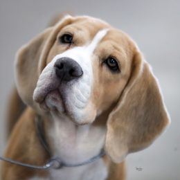 Emma - Beagle