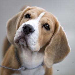Emma - Beagle