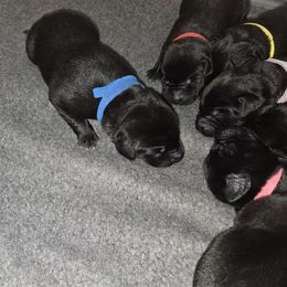 Boy 3 - Labrador Retriever puppy from Foundation Retrievers