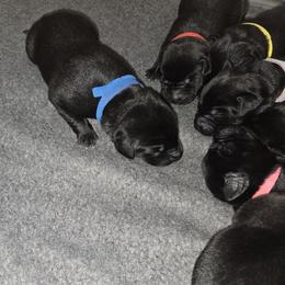 Boy 3 - Labrador Retriever puppy from Foundation Retrievers