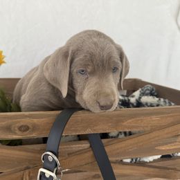 Black collar - Silver male Dilute Retriever puppy in Teton County, Montana from East Front Labradors & Treasure State Schnauzers