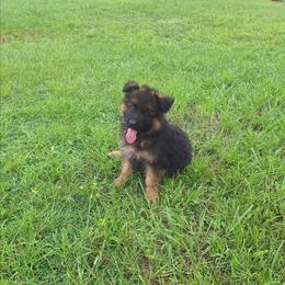 Irwin vom LegendLand - Black and red male German Shepherd puppy in Hillsborough County, Florida from Vom Legend Land