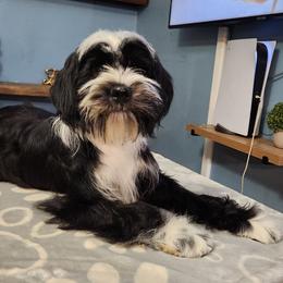 Bruce - Black and white male Tibetan Terrier puppy in Lane County, Oregon from Zara Tibetan Terriers